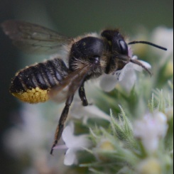 A Polgár és Környéki Települések Méhész Egyesülete